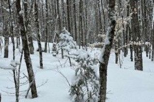 Vacant Residential Land for Sale, 0 Providence Dr, Algonquin Highlands, ON