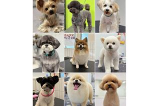 Pet & Supplies Business for Sale, 14390 64 Avenue #103, Surrey, BC