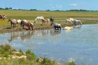 Commercial Farm for Sale, 36050 Highway 884, Rural Special Areas No. 4, AB